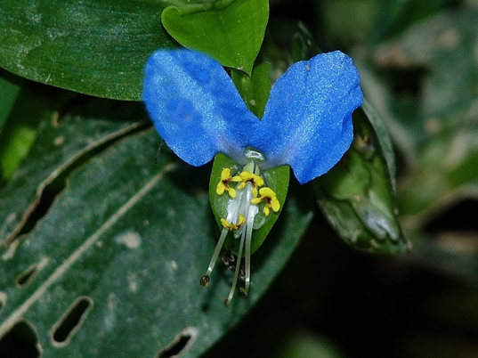 {Commelina communis}